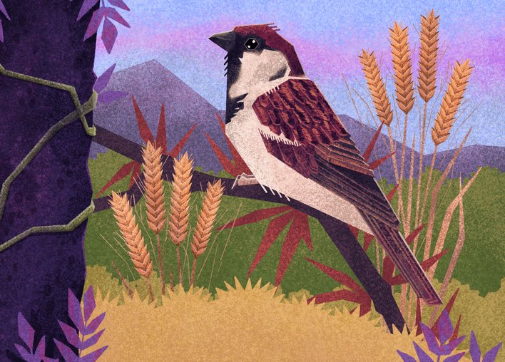 Sparrow perched on a tree in a field of wheat