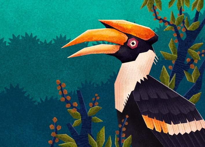 Hornbill with its sound-amplifier beak