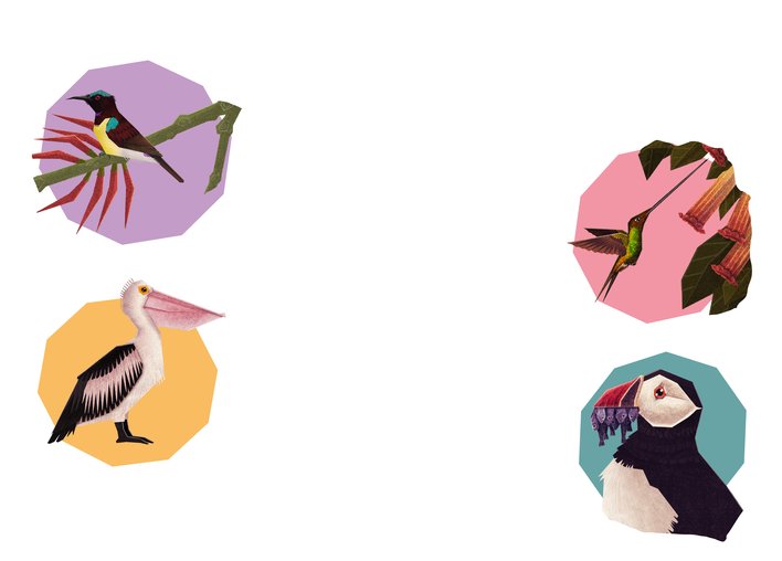 Sunbird and Hummingbird and Pelican and Puffin display their beaks