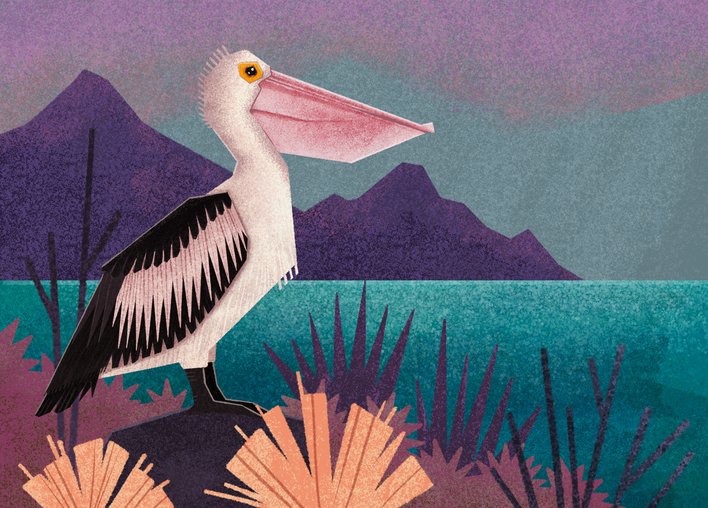 Pelican with a pouch-shaped pink beak