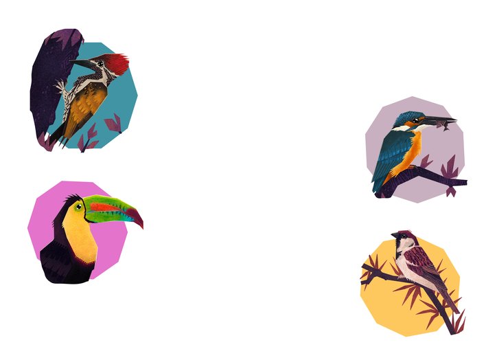 Woodpecker and Kingfisher and Toucan and Sparrow display their beaks