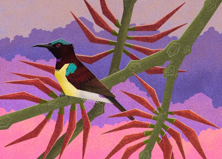 Sunbird resting on a tree