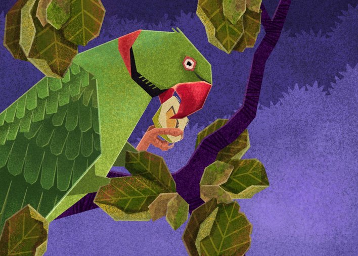 A Green Parrot with a red nut-cracking beak