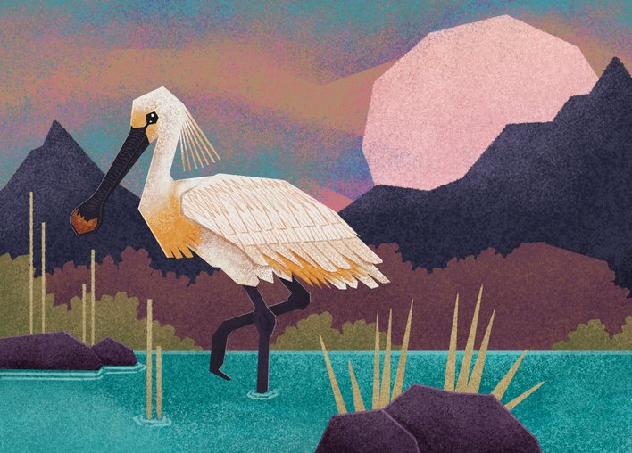 Spoonbill stands in a shallow lake