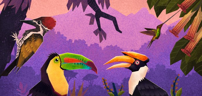 Toucan and Hornbill and Hummingbird and Kingfisher