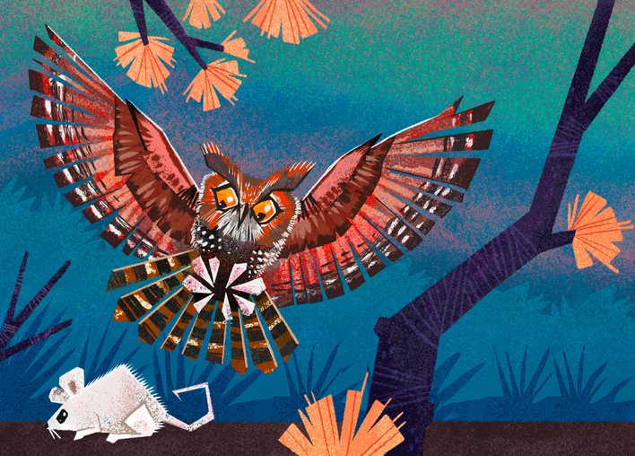 Owl hovers over a white rat