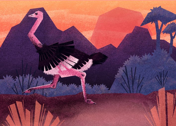 Ostrich runs as the sun sets