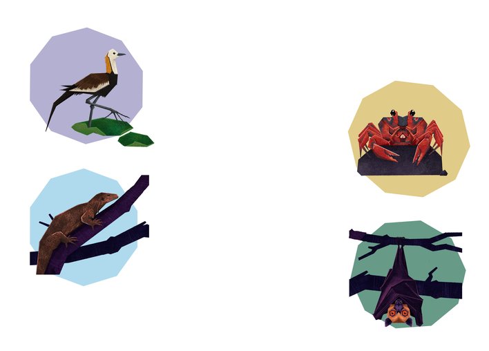 Pheasant tailed Jacana and Crab and Monitor Lizard and Bat display their claws