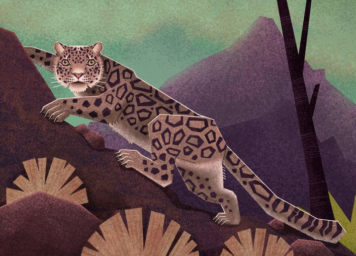 Snow Leopard treks up a mountain