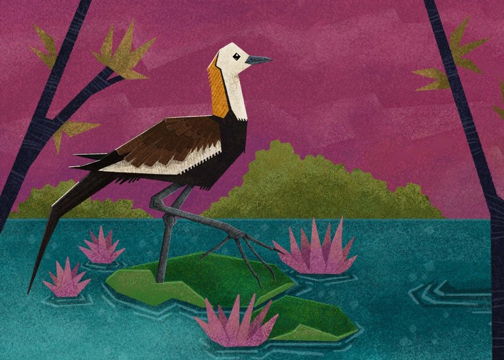 Pheasant-tailed Jacana walking on a lotus leaf