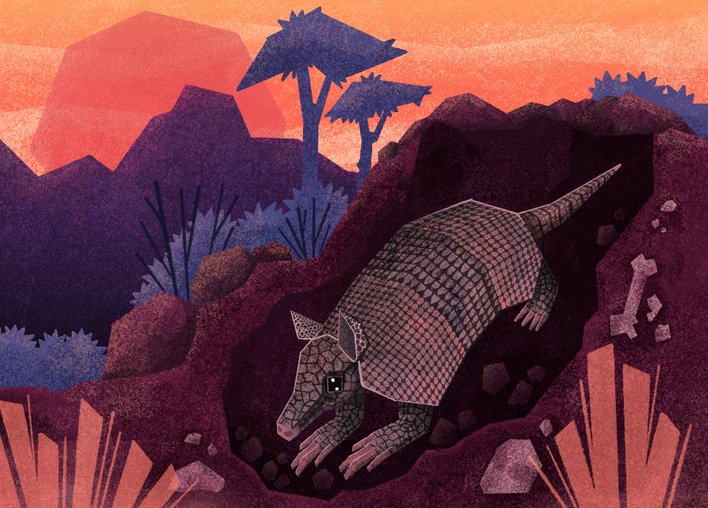 Armadillo digs the earth in search of food