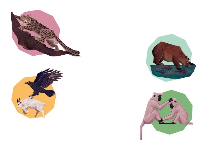 Snow Leopard and Kodiak Brown Bear and Eagle and Monkey display their claws