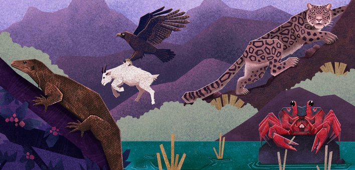 Snow Leopard and Eagle and Monitor Lizard and Crab display their claws