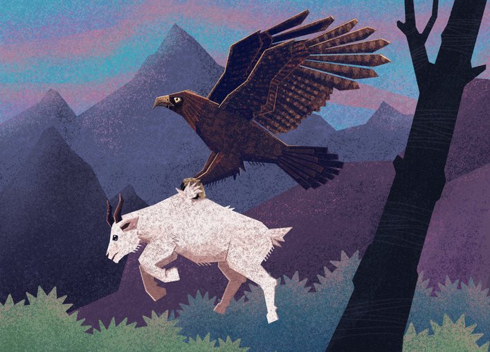 Eagle lifts off with a goat in its clutches