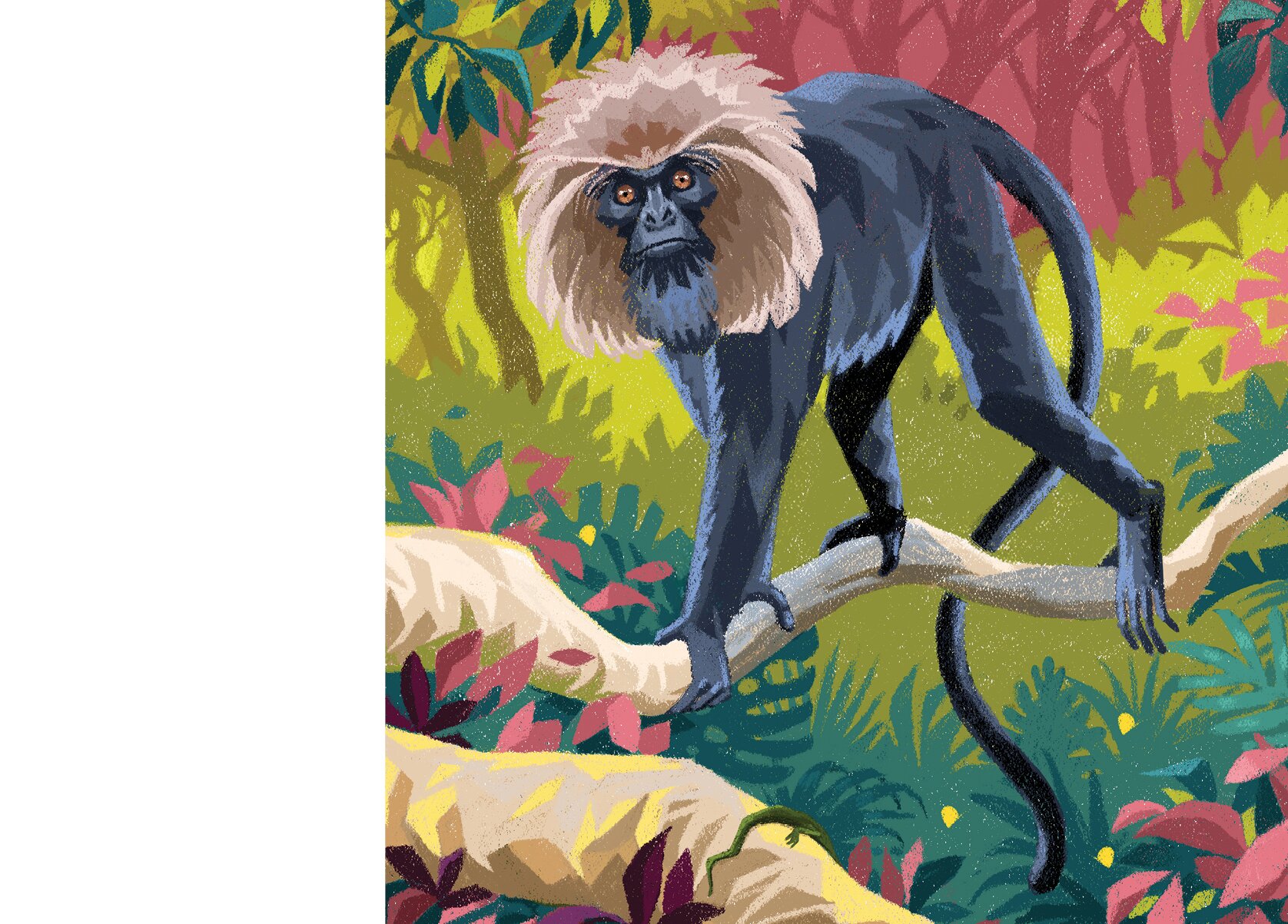 The snout of a Nilgiri langur