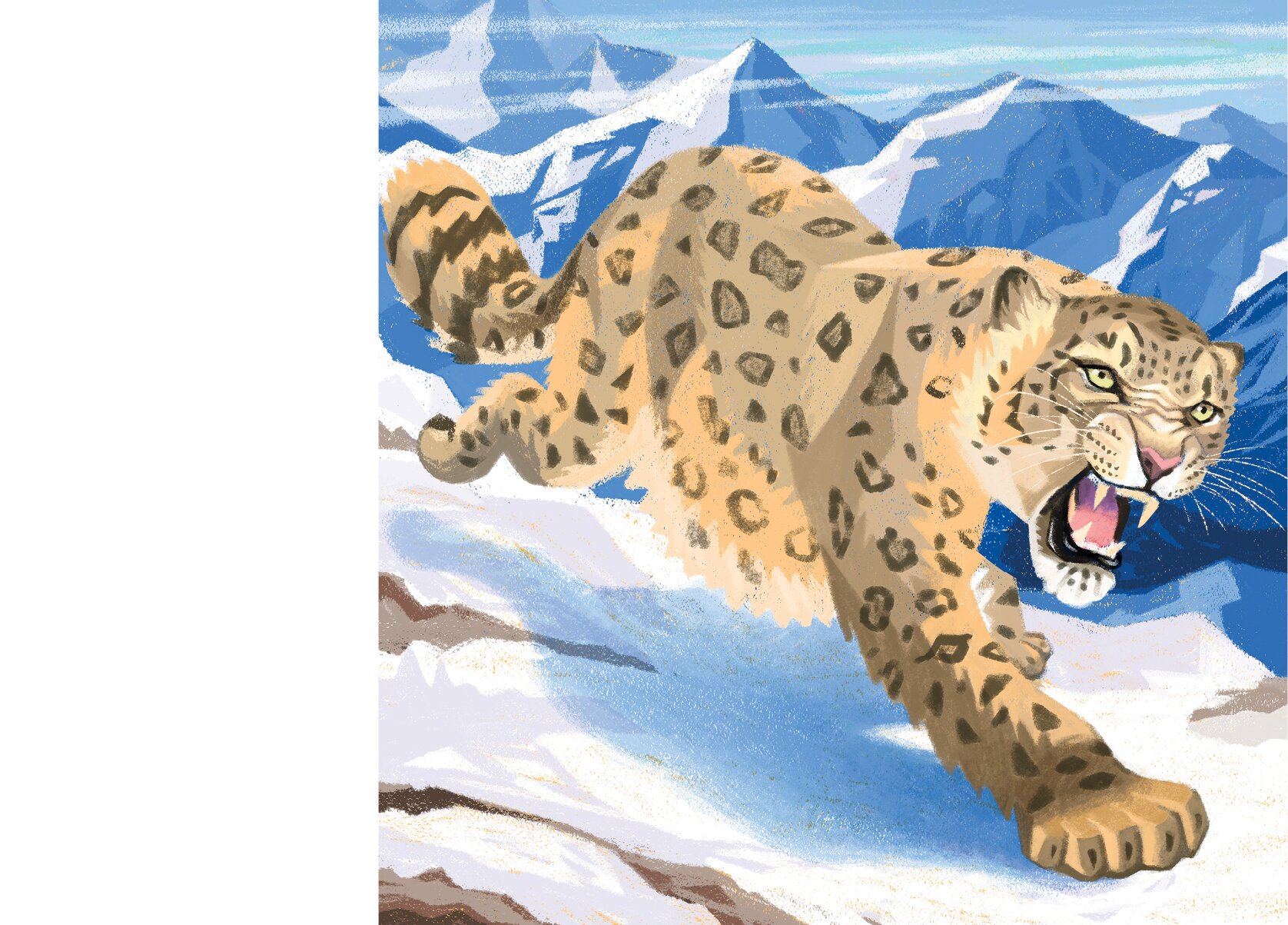 The snout of a snow leopard