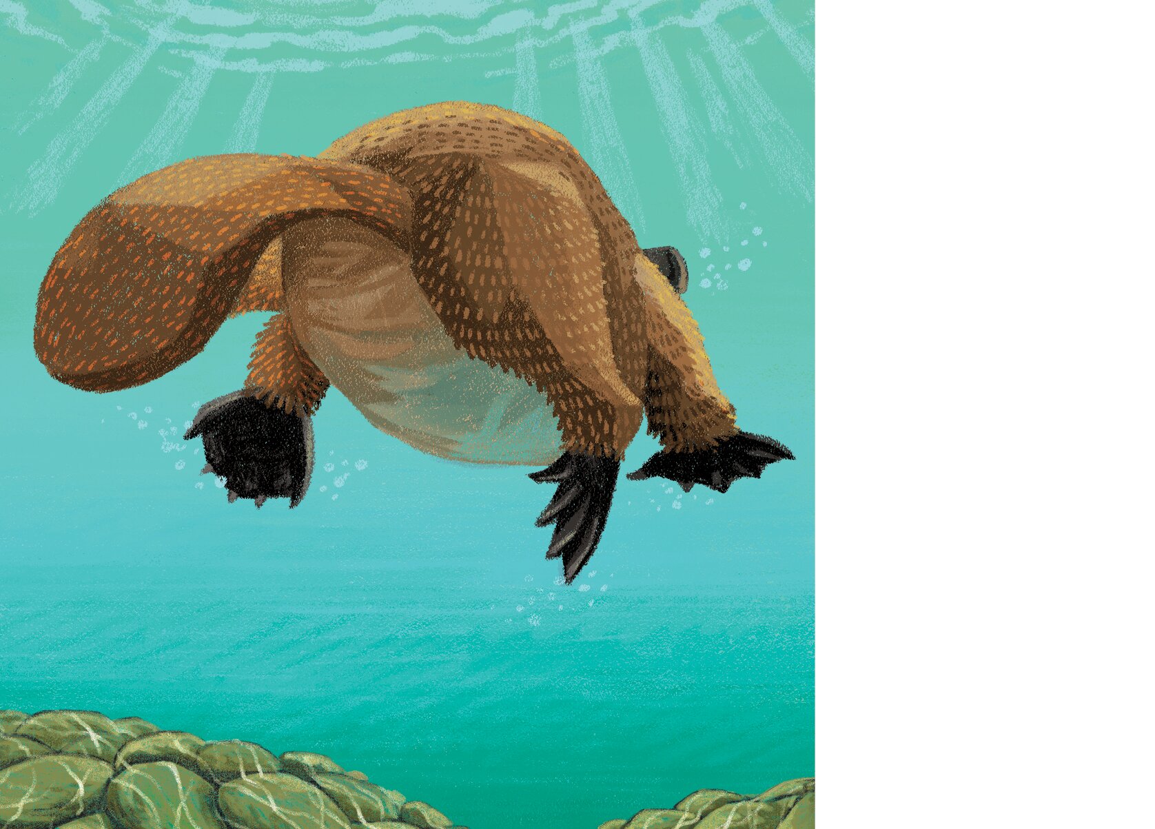 The tail of a duck-billed platypus