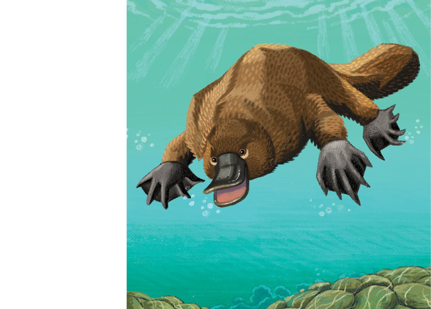 The snout of a duck-billed platypus