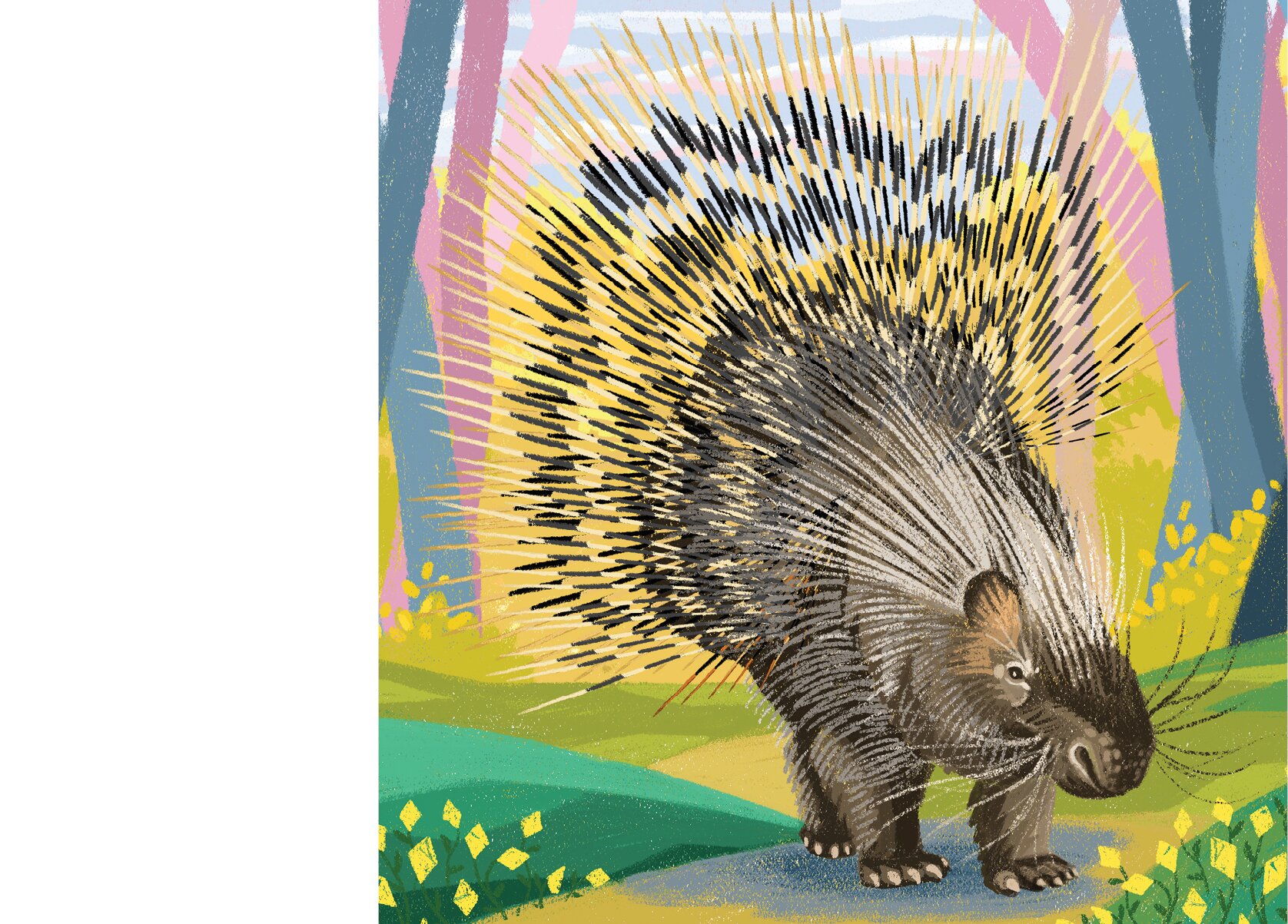 The snout of an Indian crested porcupine
