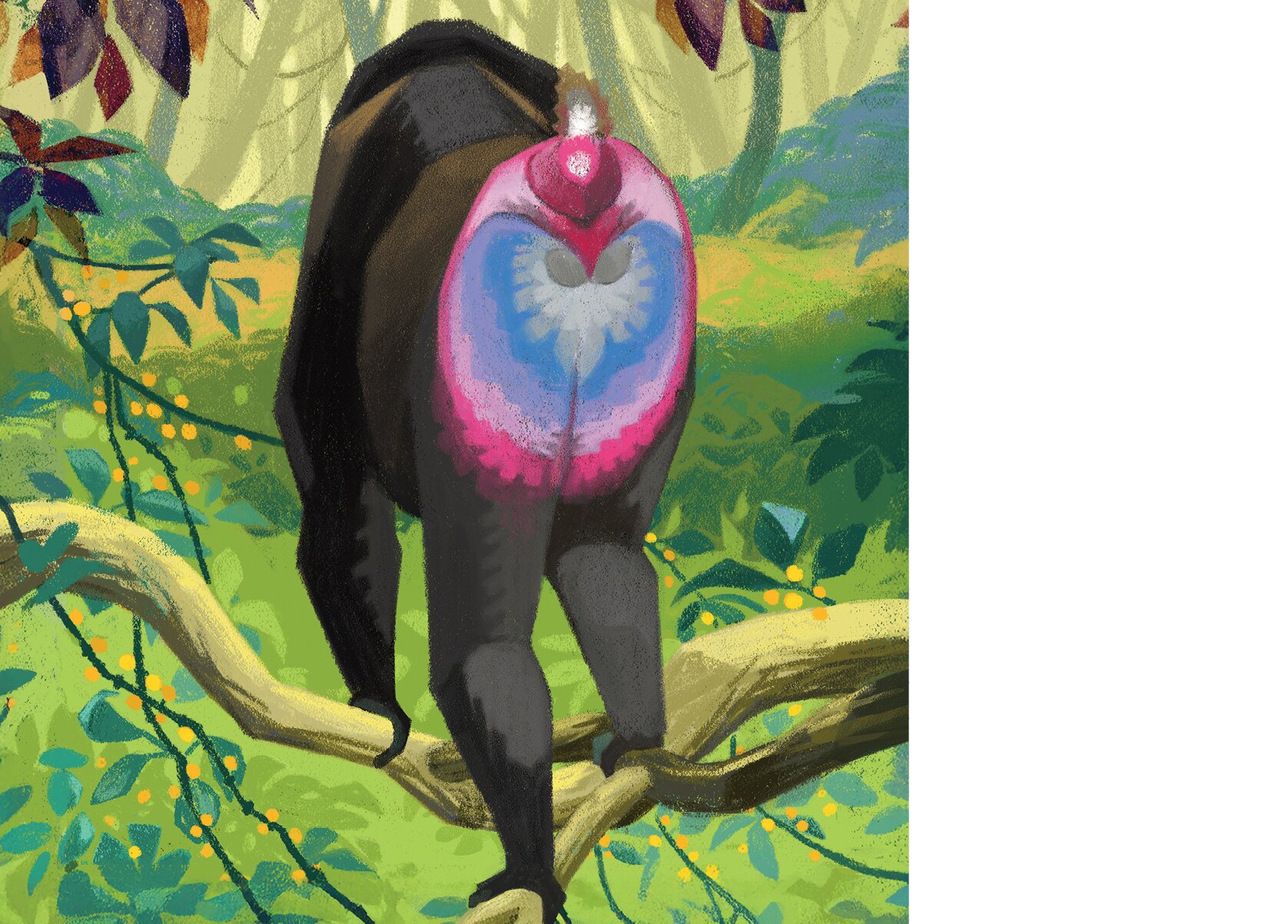 The back of a male mandrill