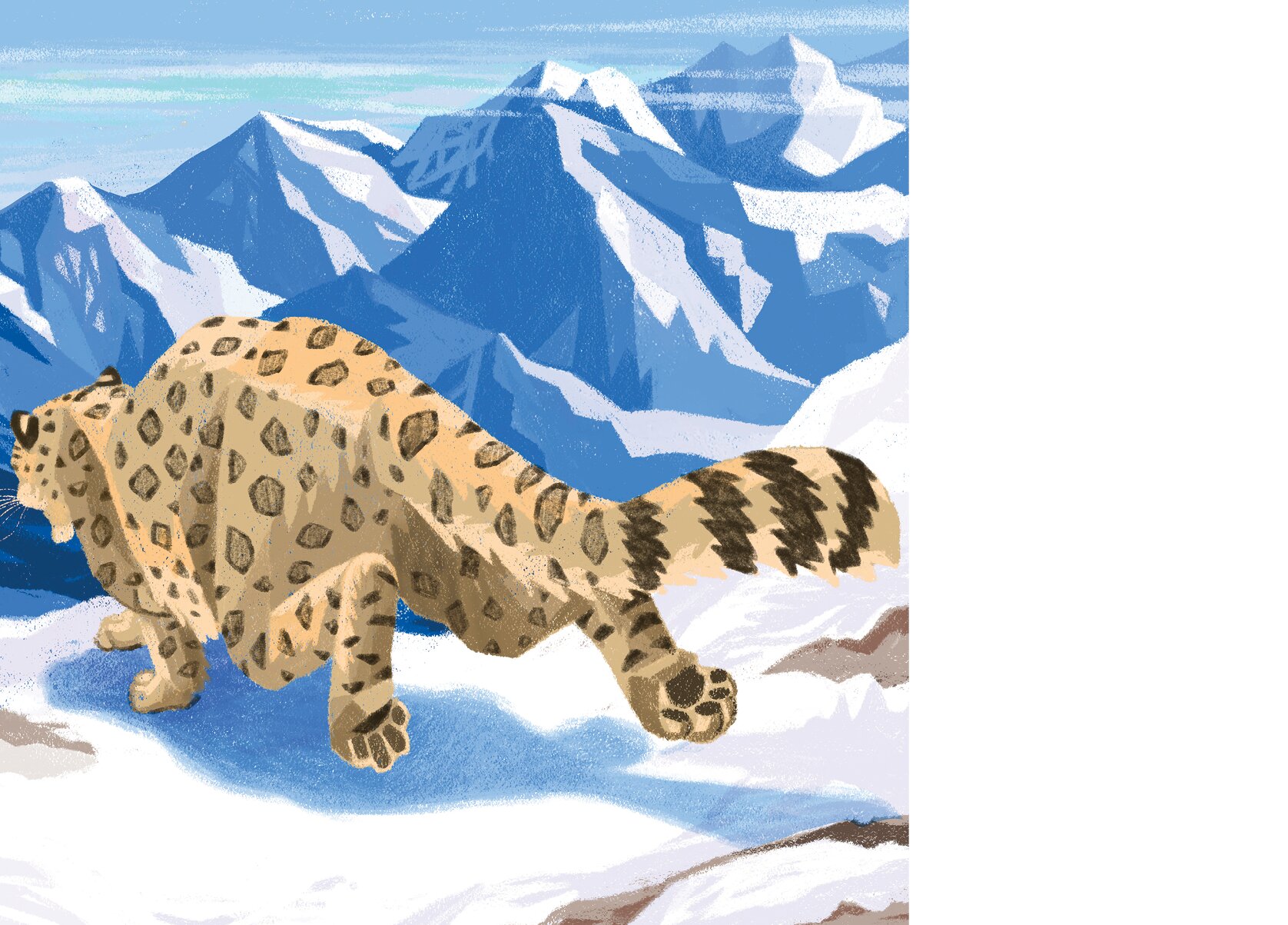 The tail of a snow leopard