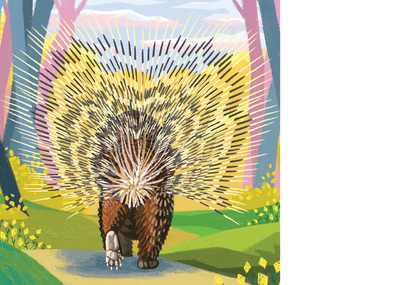 The tail of a Indian crested porcupine