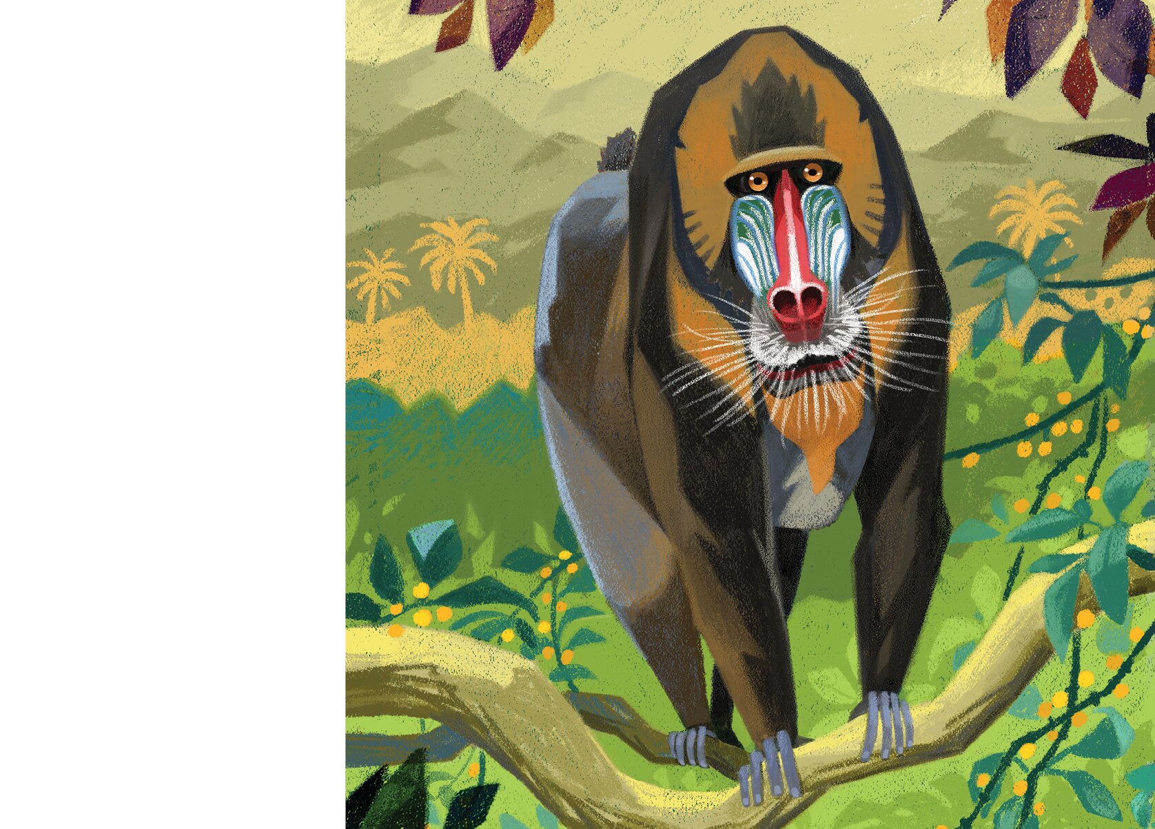 The snout of a male mandrill