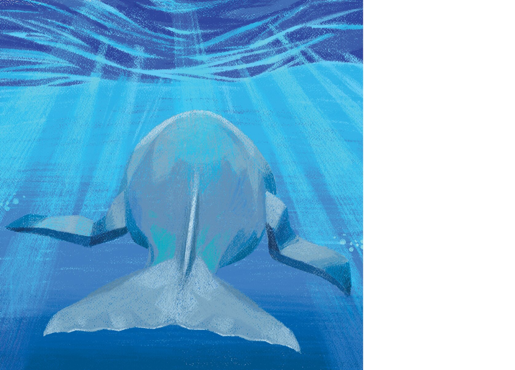 The tail of a dugong