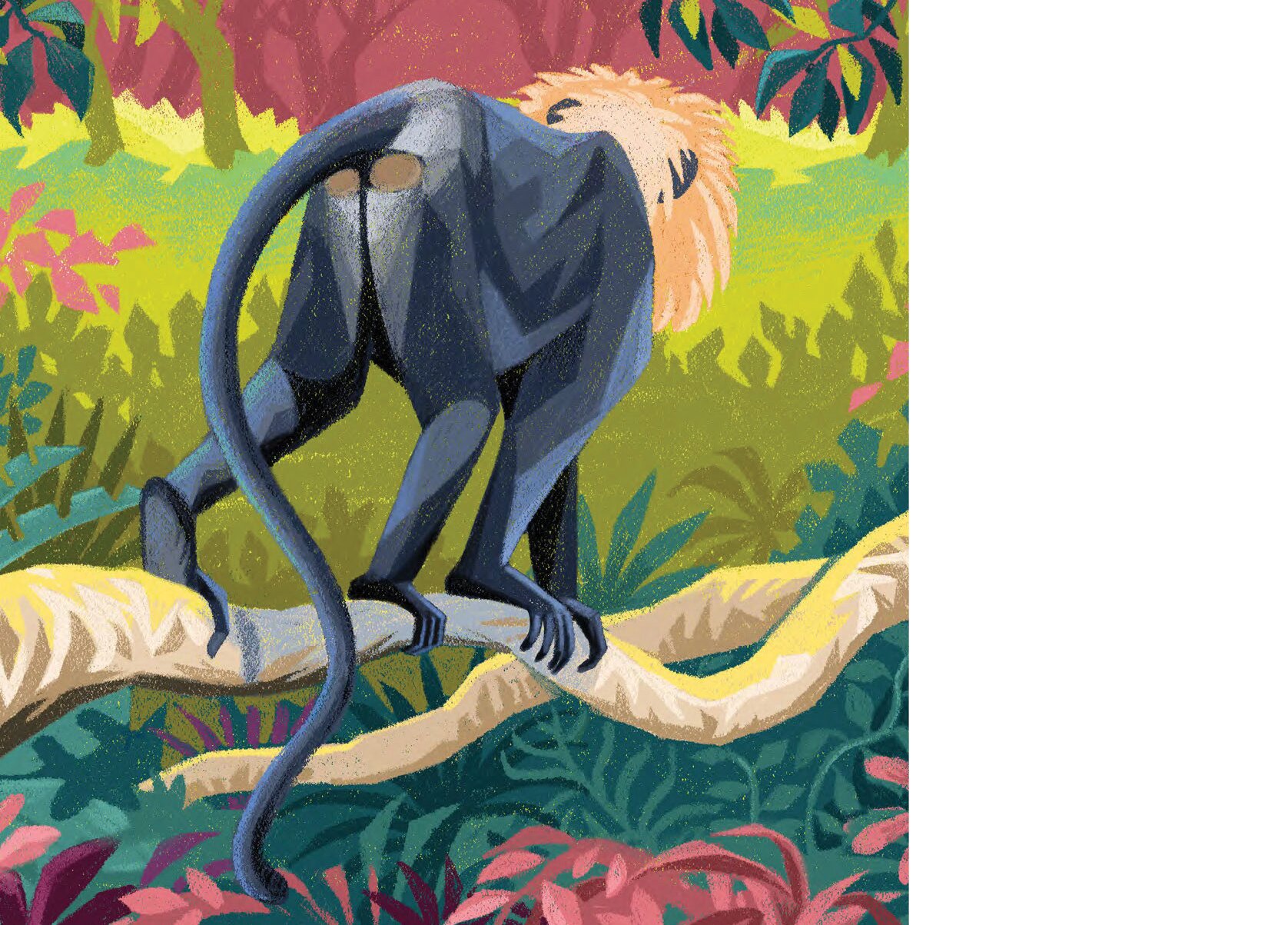 The tail of a Nilgiri langur