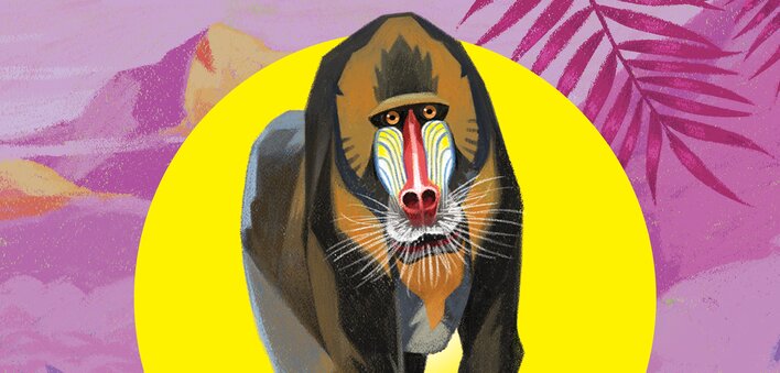A male mandrill