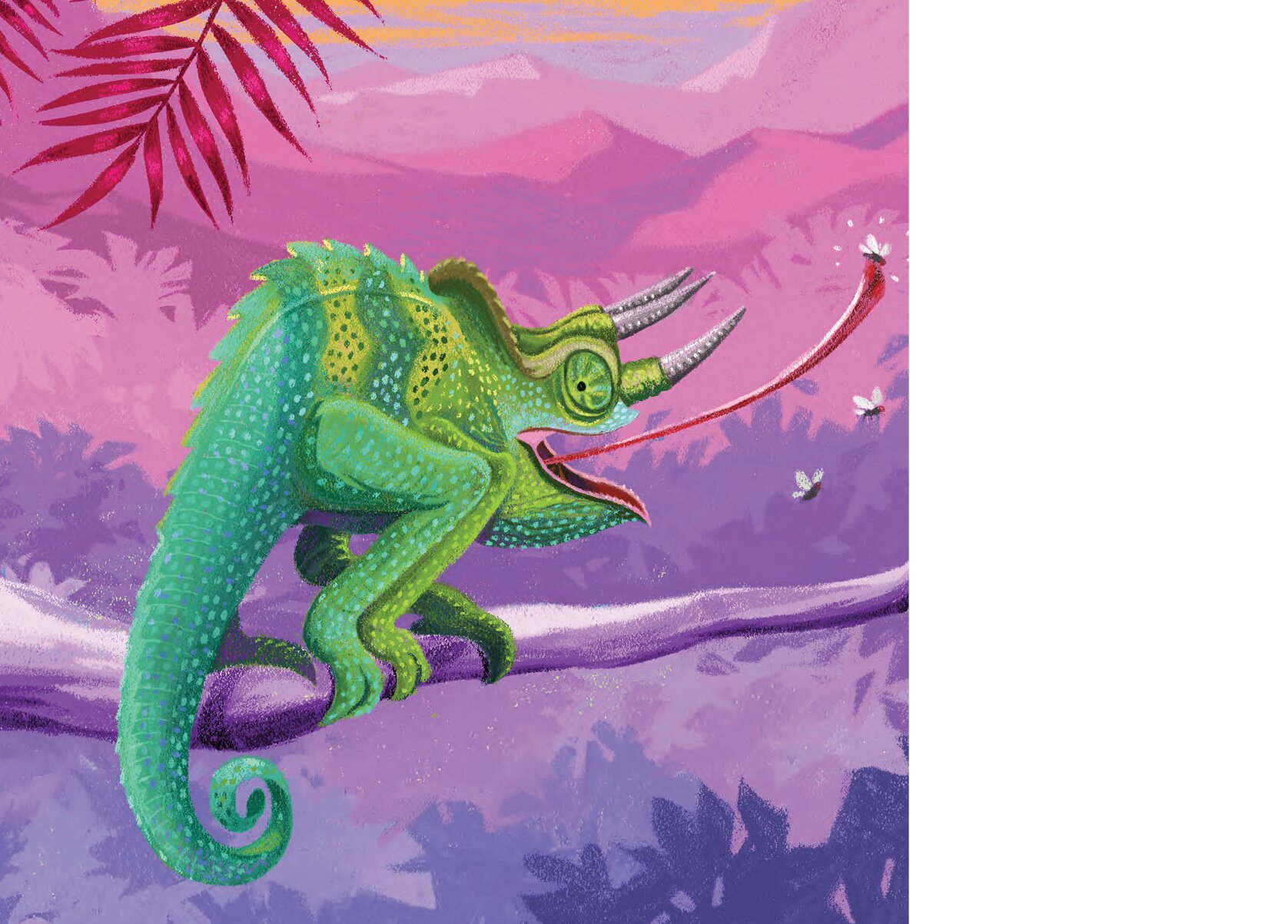 The tail of a male Jackson's chameleon