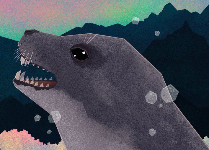 Crab eater Seal with teeth that filter small fish
