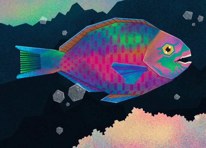 Colourful Parrotfish