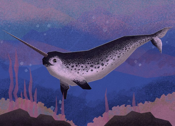 Narwhal with a tooth that looks like a long horn