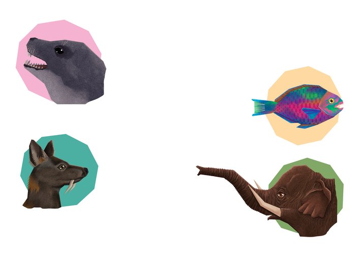 A Crab eater a Seal and a Parrotfish and a Musk Deer and a Elephant