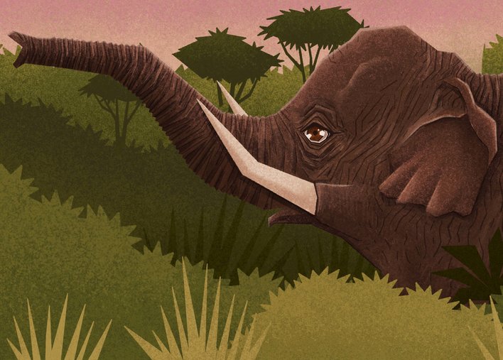 Elephant shows off its tusks
