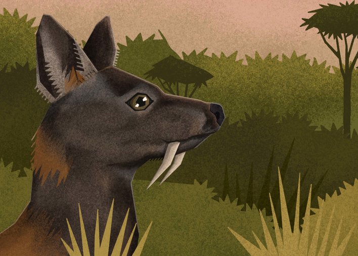 Musk Deer with vampire like teeth