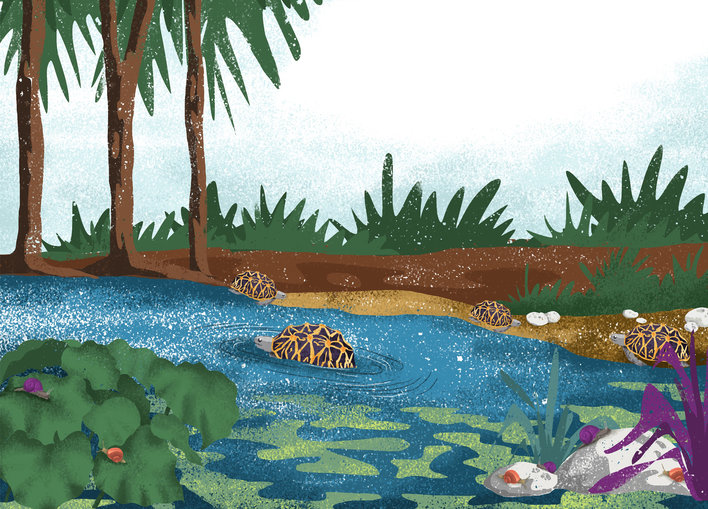 Snails and tortoises in their habitat