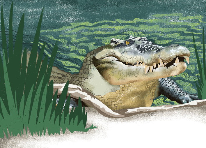 A crocodile