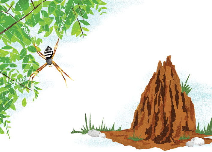 Spiders and termites in their habitat