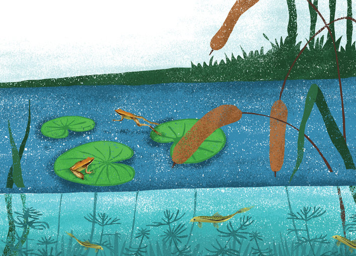 Fish and frogs