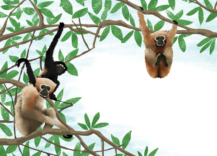 Monkeys and apes