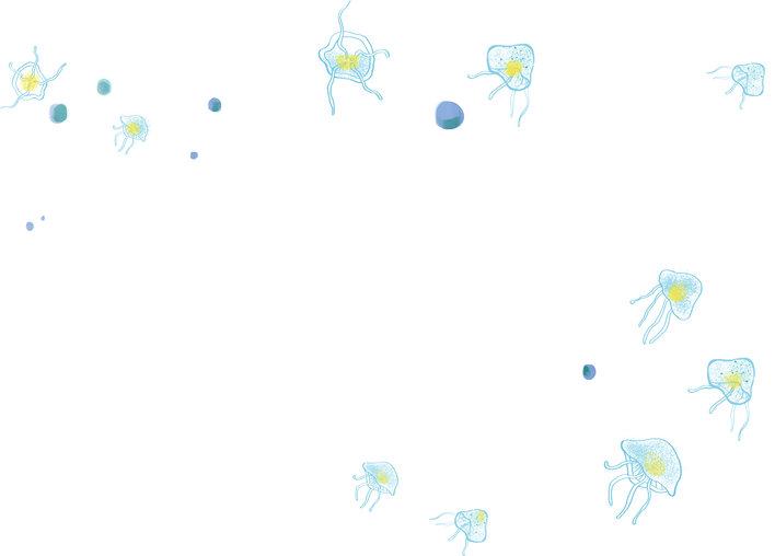 Jellyfish
