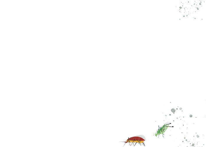 Two insects