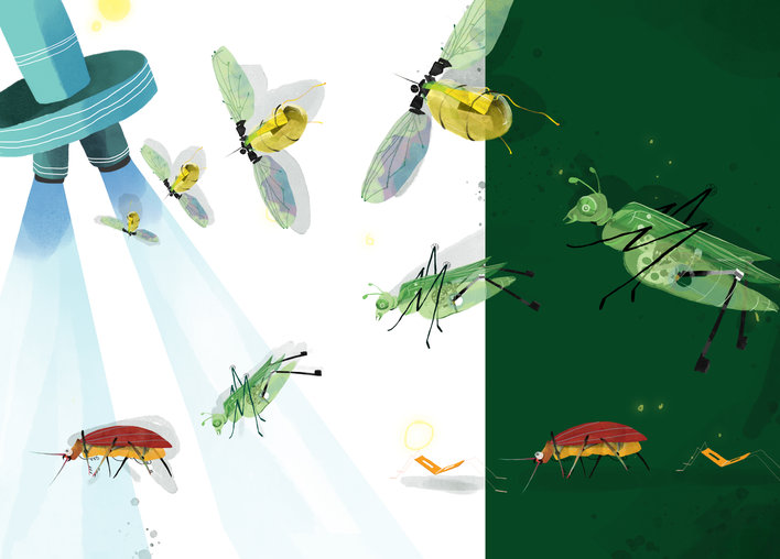 Many insects flying together