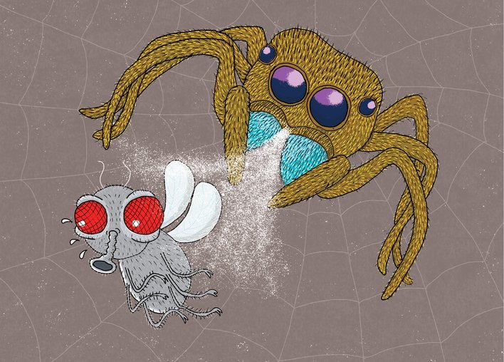 Spider and fly against web