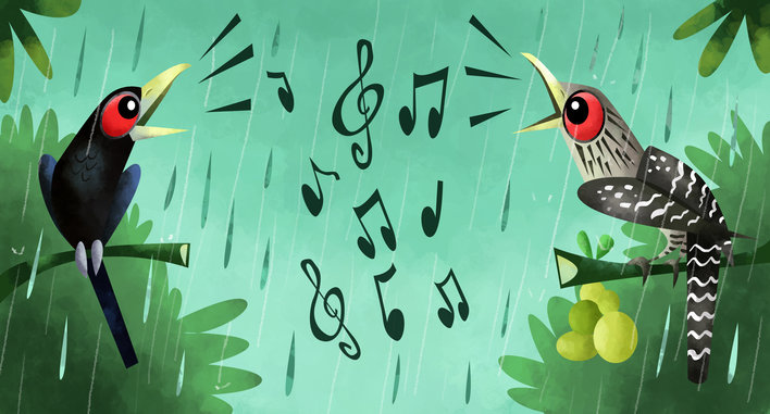 Two koels singing in the rain
