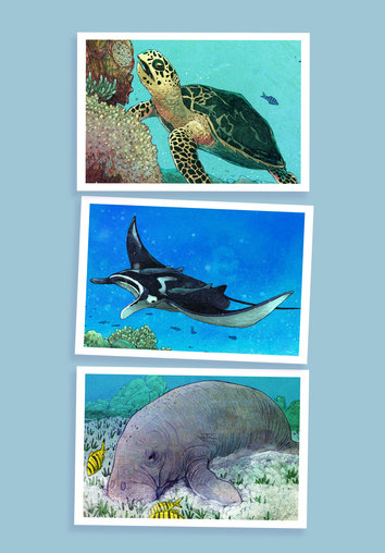 Hawksbill turtle, Manta rays and dugong