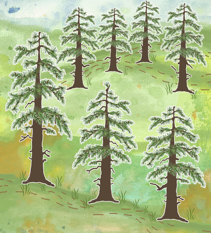 Seven deodar trees