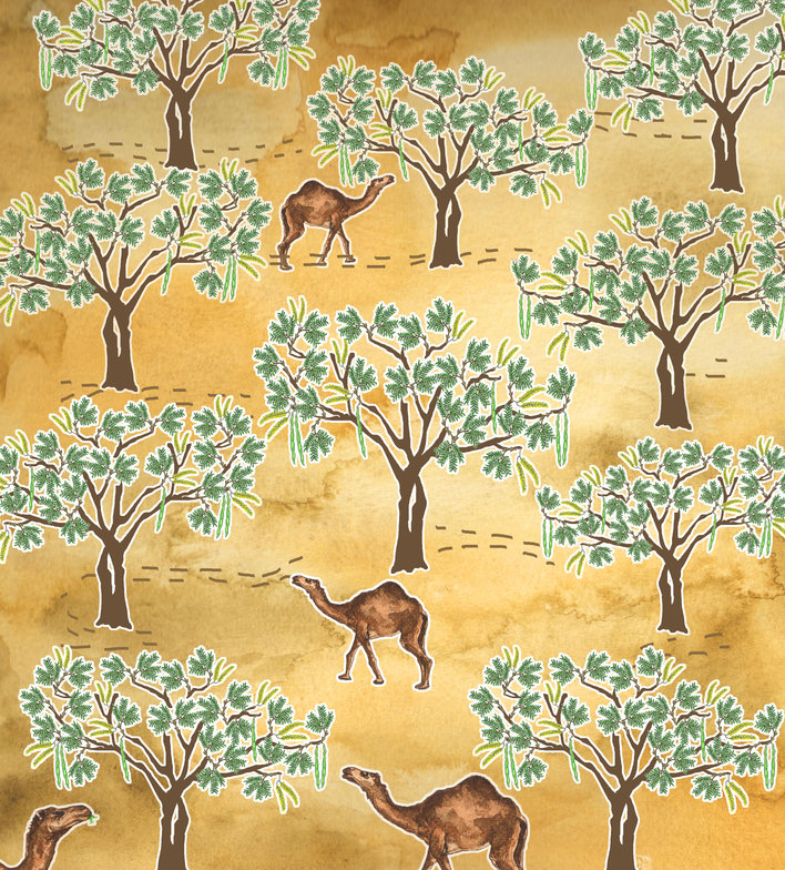 Camels eat khejri leaves